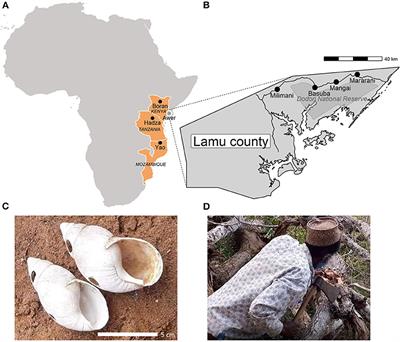 Awer Honey-Hunting Culture With Greater Honeyguides in Coastal Kenya